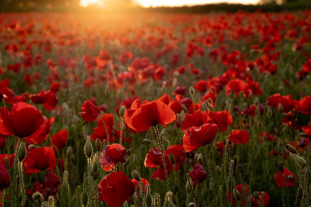 Field of Poppies with the sun shining to the right